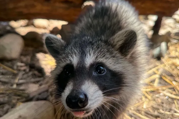 Young raccoon with bushy fur standing on dry leaves and twigs.