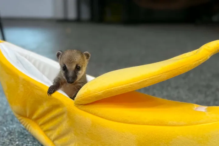 Small animal peeks out of a plush banana-shaped bed on the floor.
