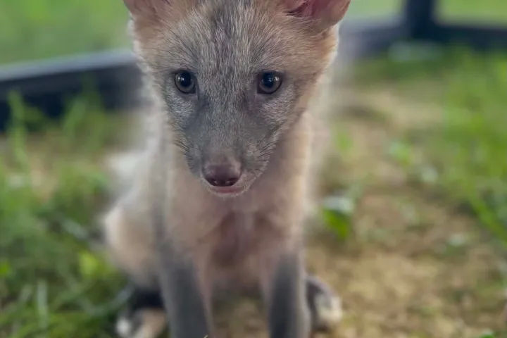 Cute fox kit sitting on grass indoors by window.