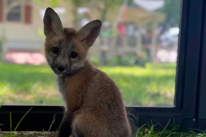 Young fox sitting in front of a window, greenery outside.