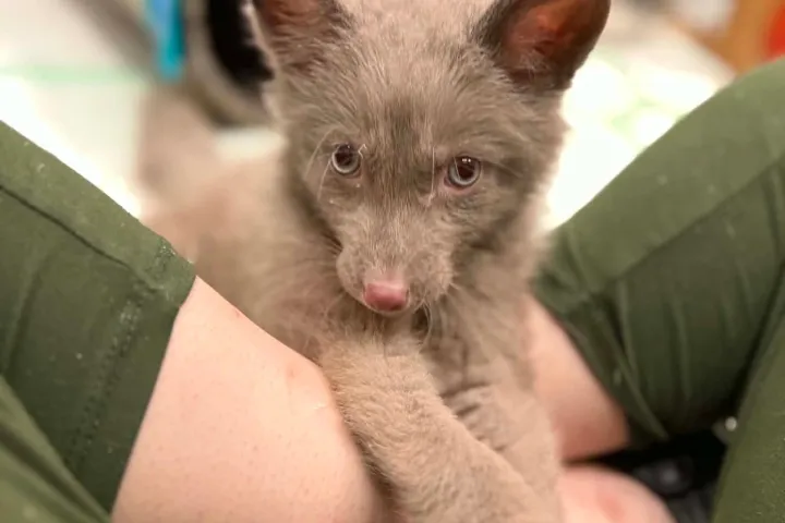 A gray puppy between a person's legs, looking up with curious eyes.